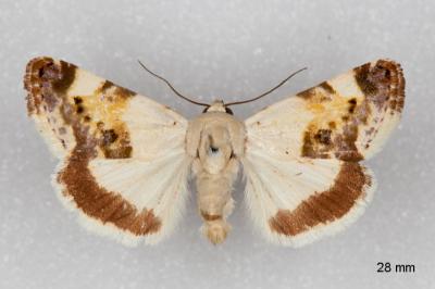 Acontia lucida
