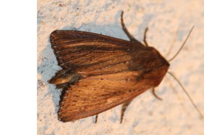 Nonagria typhae