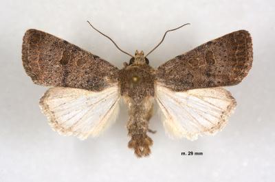 Hoplodrina hesperica