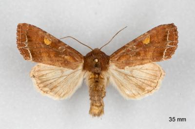Lacanobia oleracea