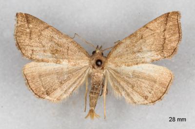 Herminia tarsicrinalis