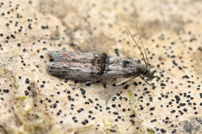 Nephopterix angustella