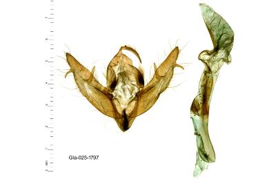 Xestia castanea