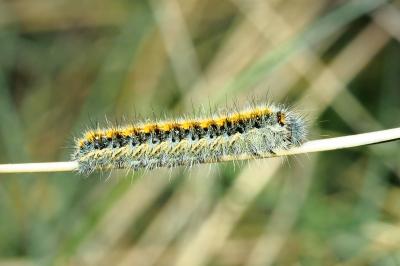 Lasiocampa trifolii trifolii