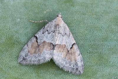 Pennithera ulicata