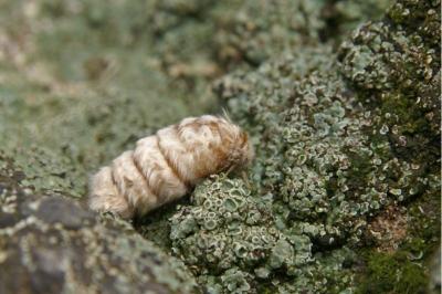 Orgyia trigotephras
