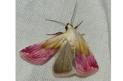 <i>Eublemma purpurina</i>