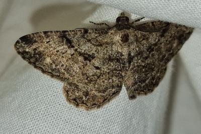 <i>Peribatodes rhomboidaria rhomboidaria</i>