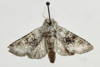 <i>Hecatera bicolorata</i>