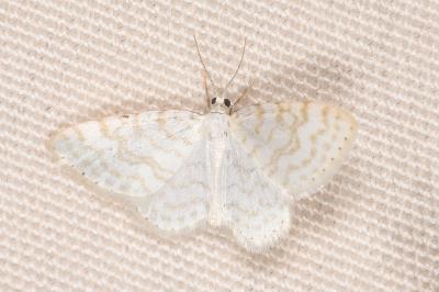 <i>Asthena albulata</i>