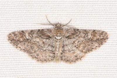 <i>Cleora cinctaria</i>