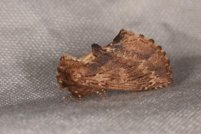 <i>Ptilodon capucina</i>