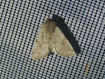 <i>Orthosia incerta</i>