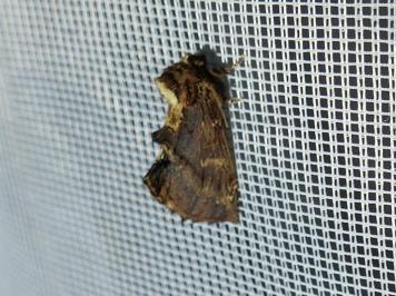 <i>Ptilodon capucina</i>