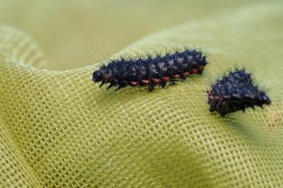 <i>Saturnia pavoniella</i>