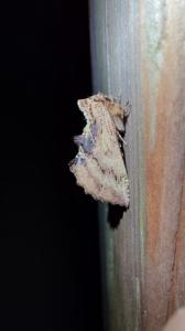 <i>Ptilodon capucina</i>