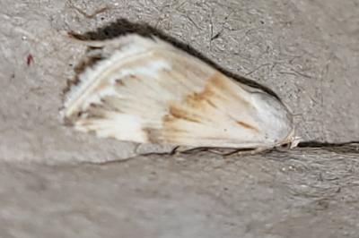 Eublemma ostrina
