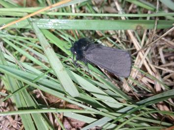Epatolmis luctifera