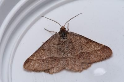 Isturgia murinaria