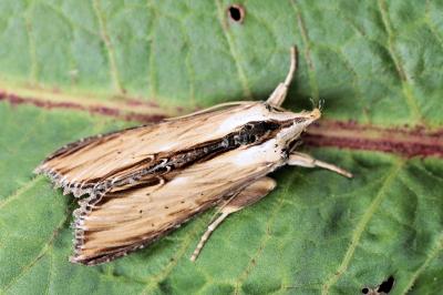 Cucullia scrophulariae