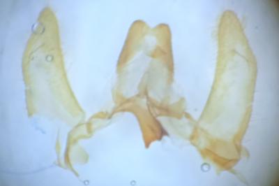 Anerastia lotella