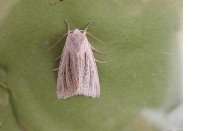 Acronicta albovenosa