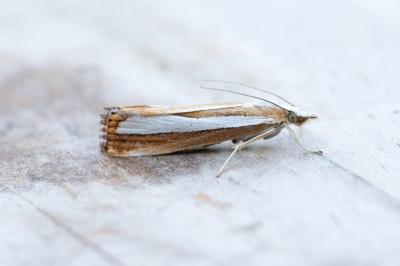 Catoptria pyramidellus