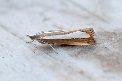 Catoptria pyramidellus