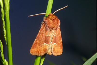 Oligia fasciuncula