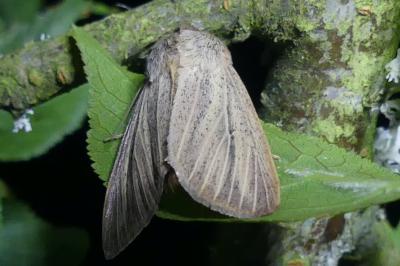 Mythimna pudorina