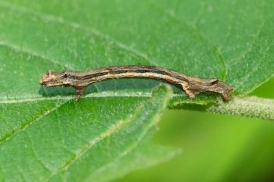 Ectropis crepuscularia