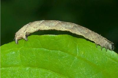 Catarhoe rubidata