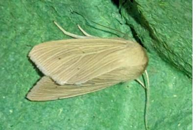 Mythimna pallens