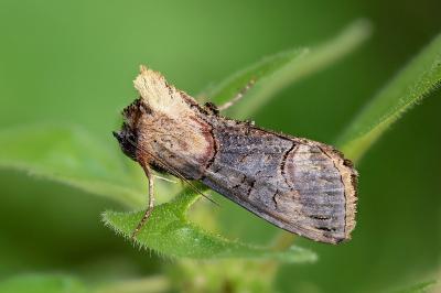 Abrostola triplasia
