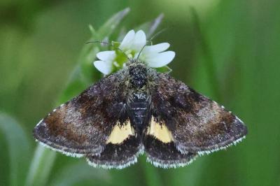 Panemeria tenebrata