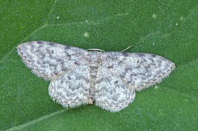 Idaea cervantaria