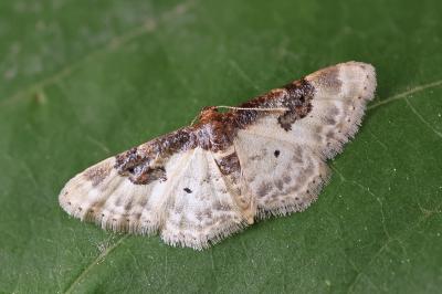Idaea mustelata