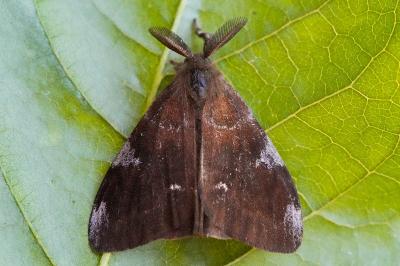 Orgyia trigotephras