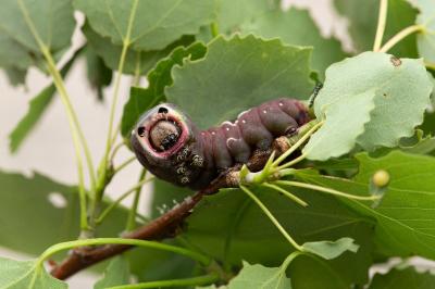 Cerura vinula