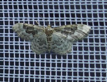 <i>Idaea rusticata</i>