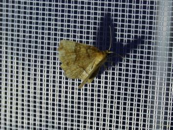 <i>Cepphis advenaria</i>