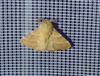 <i>Malacosoma neustria</i>