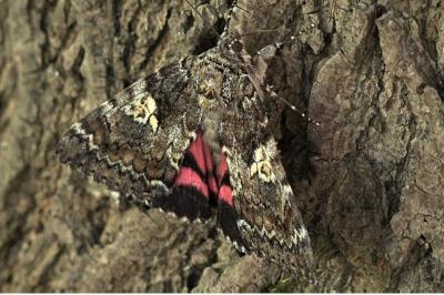 Catocala promissa