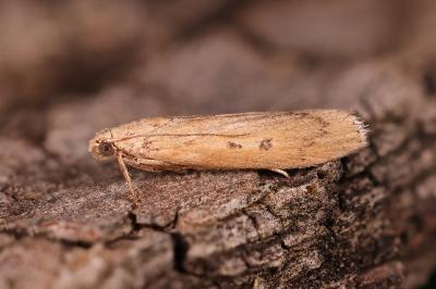 Lamoria zelleri