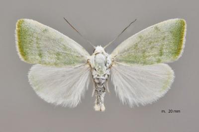 Earias vernana