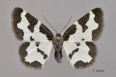 Lomaspilis marginata