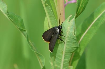 Catastia marginea