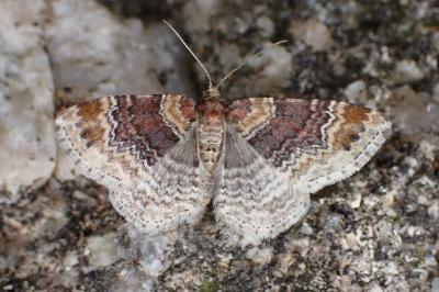 Xanthorhoe spadicearia