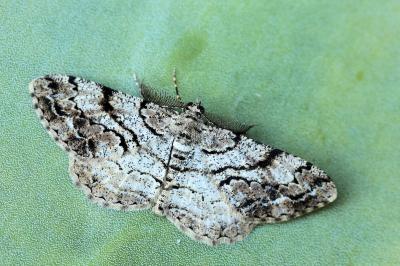 Peribatodes secundaria secundaria