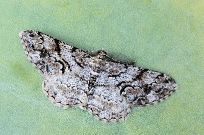 Peribatodes secundaria